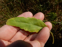 Porophyllum ruderale
