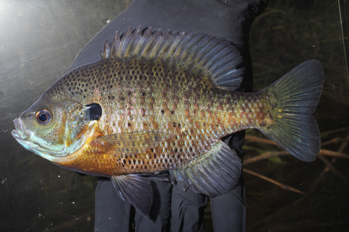 Bluegill, photo 3 of 10