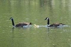 Branta canadensis