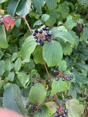 Cornus sanguinea