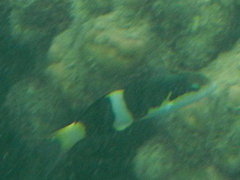 Thalassoma nigrofasciatum