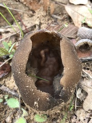 Helvella acetabulum