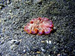 Pseudoceros ferrugineus