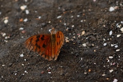 Dione vanillae galapagensis