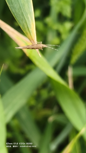 Diamondback Moth