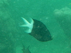 Acanthochromis polyacanthus