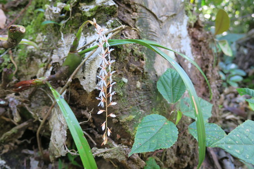 Coelogyne fusca, photograph 2