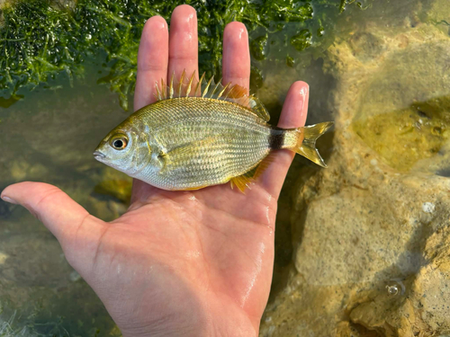 Diplodus annularis