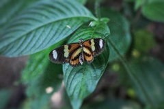 Heliconius ethilla
