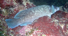 Rypticus saponaceus