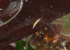 Vorticeros praedatorium