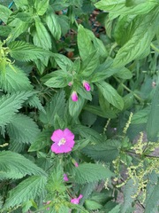 Epilobium hirsutum