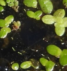 Watermeal (Wolffia angusta)