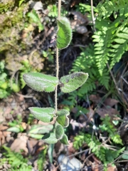 Lonicera hispidula