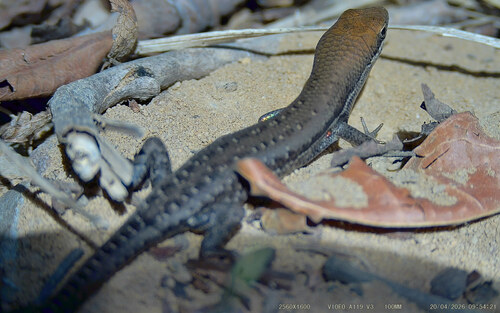 Open-litter Rainbow-skink, Carlia pectoralis