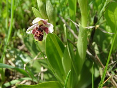 Ophrys umbilicata