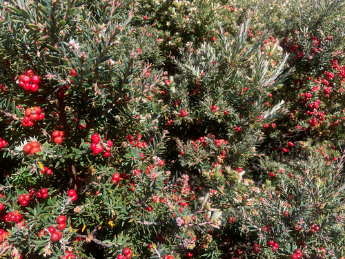 Acrothamnus suaveolens (Acrothamnus suaveolens)