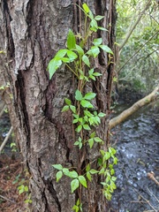 Kletternder Giftsumach (Toxicodendron radicans): Herkunft und Verwendung — Foto 3