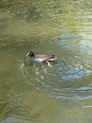 Gallinula chloropus