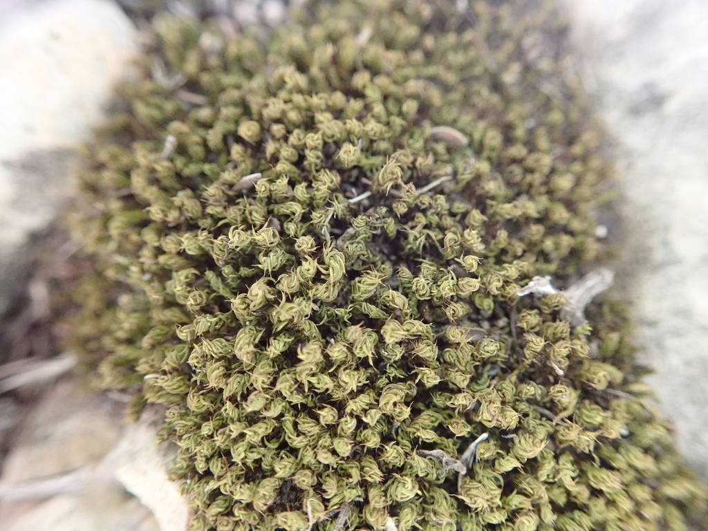 Pseudocrossidium arenicola