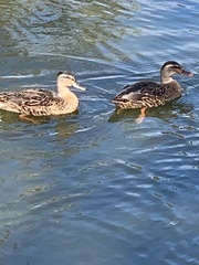 Anas platyrhynchos