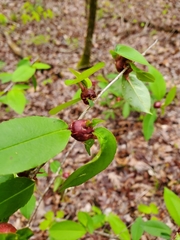 Contarinia cerasiserotinae