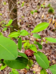 Contarinia cerasiserotinae