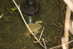 Bufotes viridis balearicus