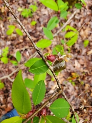 Contarinia cerasiserotinae