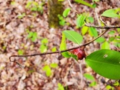Contarinia cerasiserotinae