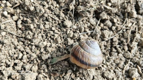Mastigeulota kiangsinensis
