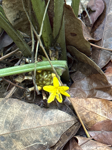 Curculigo latifolia observed 2026-04-20