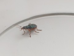 Drypta dentata