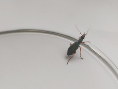 Drypta dentata