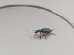 Drypta dentata