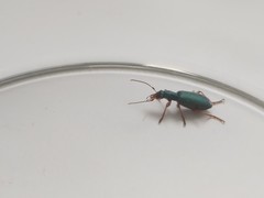 Drypta dentata