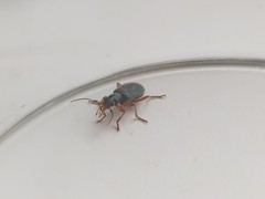 Drypta dentata