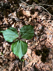 Trillium stamineum, photograph author not stated, no rights reserved