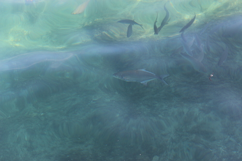 Photo of Leerfish (Lichia amia)