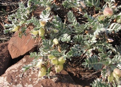 Oxytropis tragacanthoides