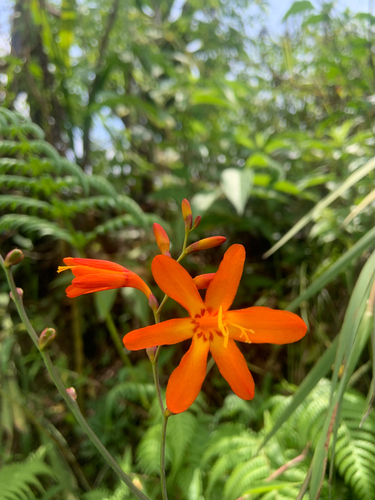 Garden Montbretia