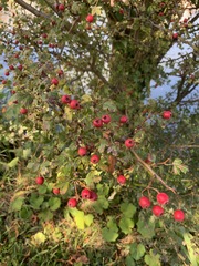Crataegus
