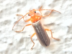 Podabrus pruinosus