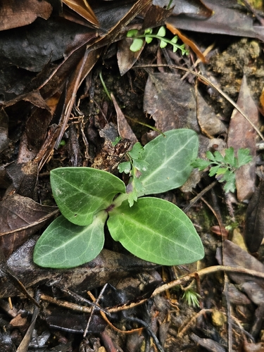 Swertia shintenensis, photograph 1