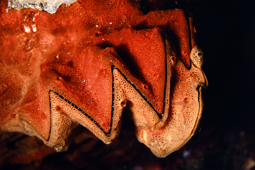 Cockscomb Oyster — seen at this dive site