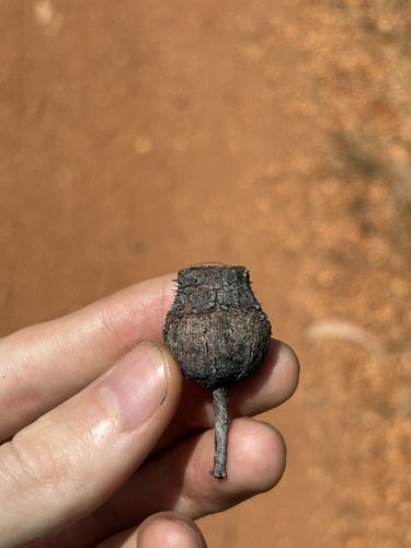 Corymbia dunlopiana, photograph 2