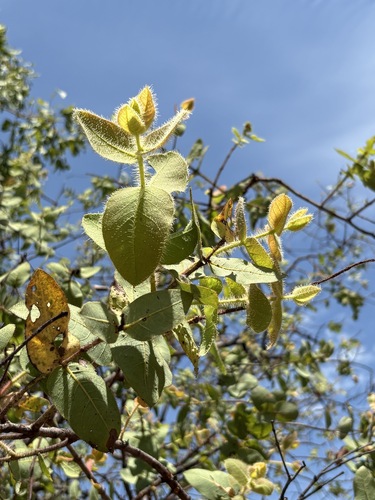 Corymbia dunlopiana, photograph 3