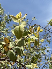 Corymbia dunlopiana, photograph (c) Thomas Mesaglio, some rights reserved (CC BY)