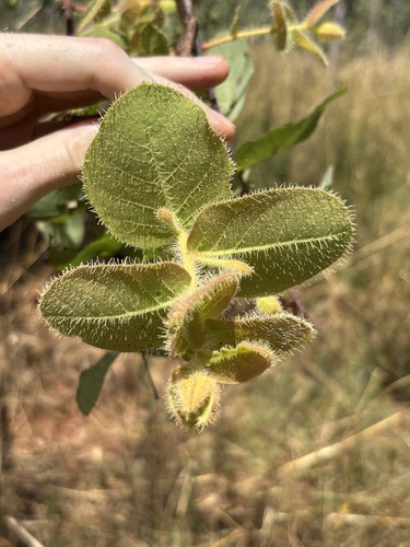 Corymbia dunlopiana, photograph 6