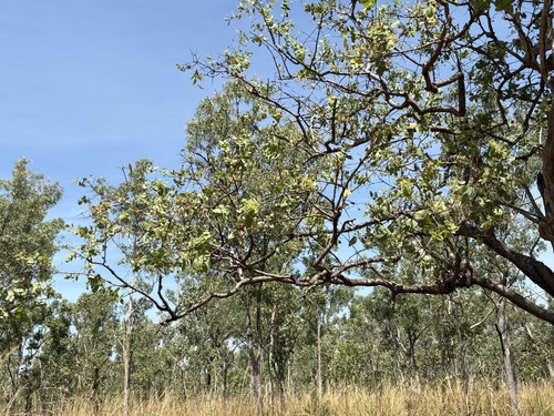 Corymbia dunlopiana, photograph 5